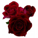 L1 RED ROSE